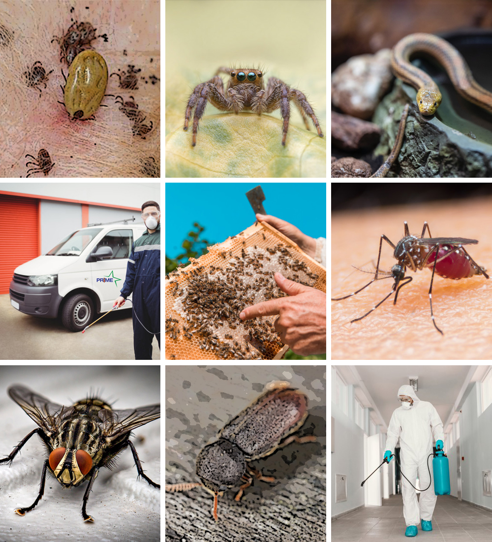 Advanced Pest Solutions pest control and treatment services overview