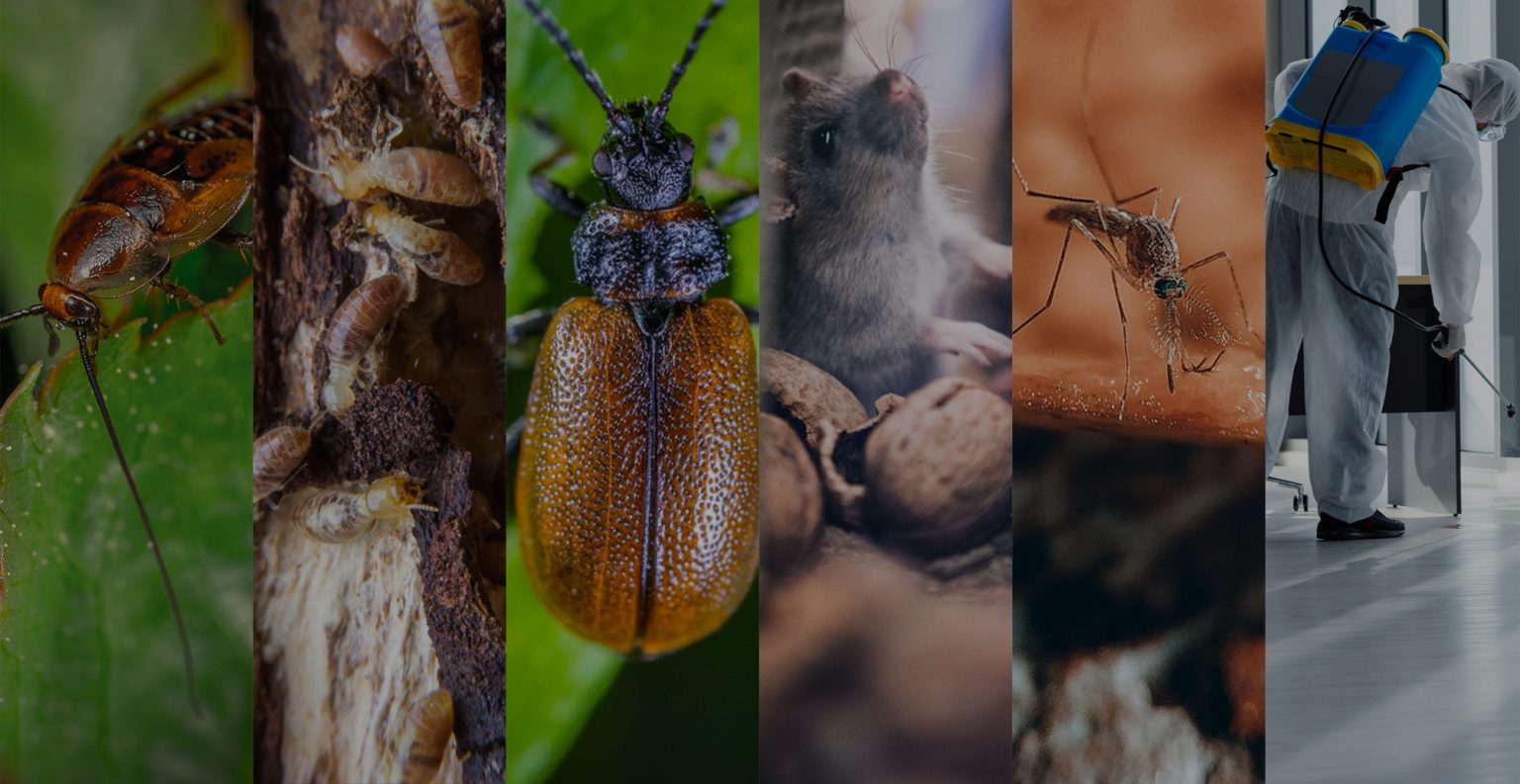 Tick pest treated by Advanced Pest Solutions in Zirakpur